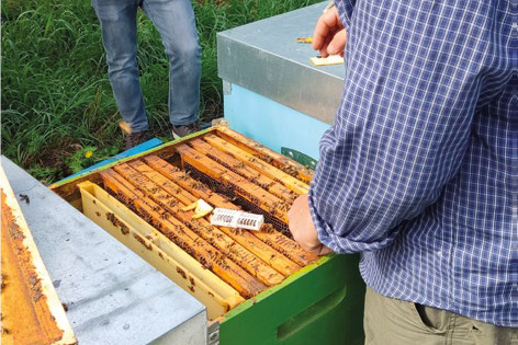 Confronto tra ingabbio estivo con acido ossalico gocciolato e ingabbio estivo con amitraz – Sanità apistica