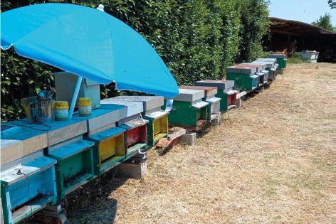 Acido formico ad alte temperature ambientali – Sanità apistica