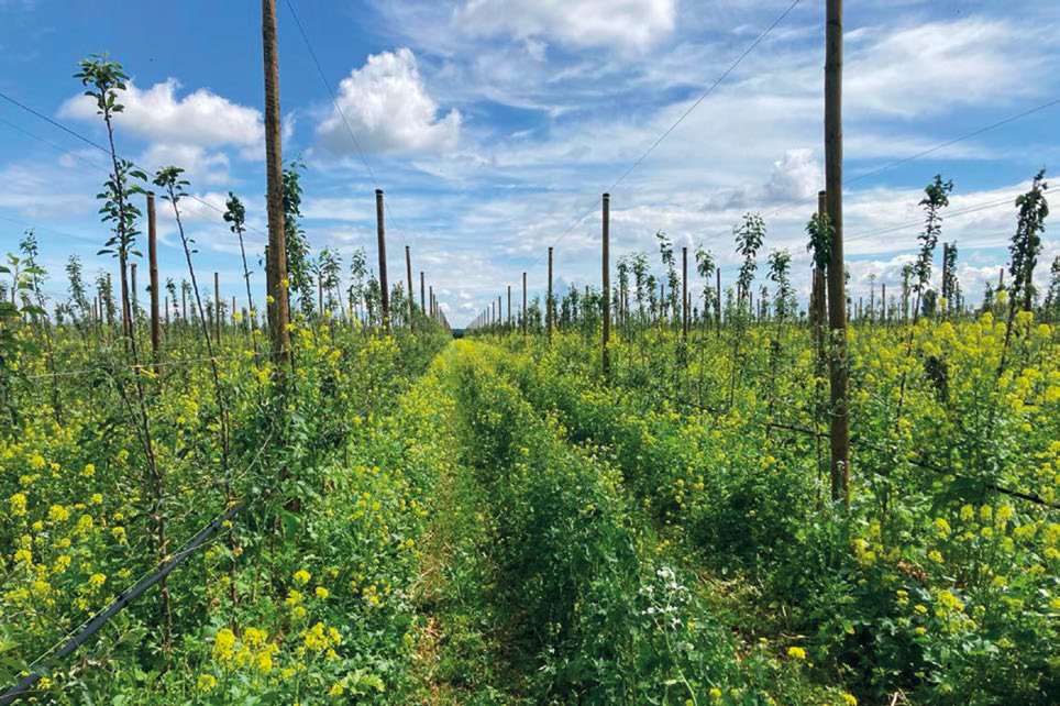 L’arboricoltura sostenibile – scelte di progettazione – Pratiche agronomiche sostenibili