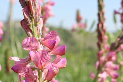 SPECIALE ECOSCHEMA 5