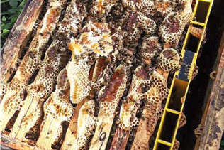 La produzione di nuclei – perché, quando e come? Estate-autunno – Tecnica apistica