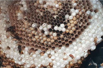 Vespa Velutina in Italia: novità?!? – I nemici delle api