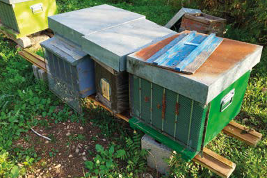 Vespa orientalis in Sicilia, come va? – I nemici delle api