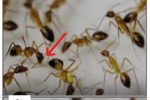 La Formica Chirurgo – Novità dalla ricerca