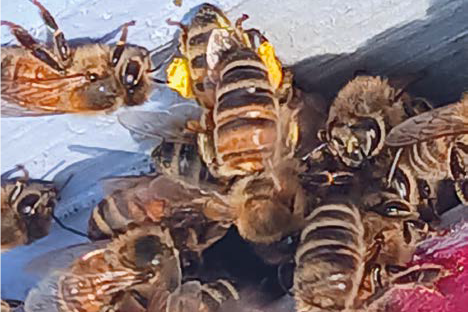 So di non sapere ma una cosa la so, è tutto al contrario – Api e ambiente