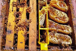 A tutta edera! – Tecnica apistica