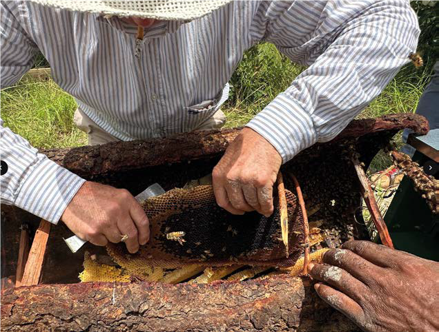 La meraviglia di lavorare con un’ape che si comporta diversamente dalla nostra – Apicoltura dal mondo