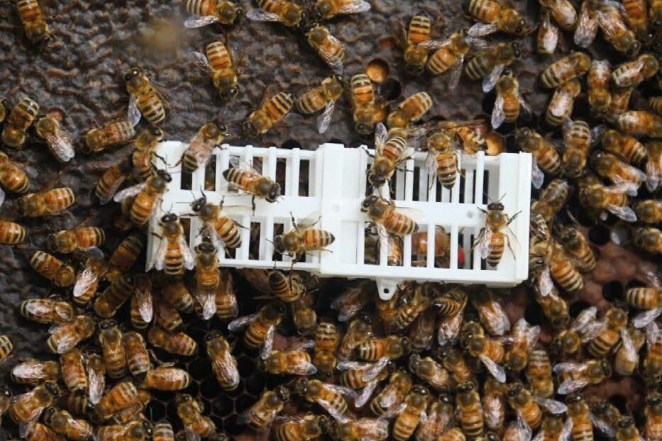 Acari: non bastava la varroa? Tropilaelaps spp., una nuova minaccia per le nostre api – Pillole di Patologia Apistica