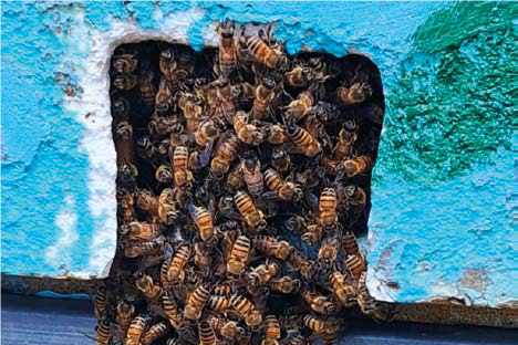 Vespa orientalis, andamento dell’espansione in Campania – Nemici delle api