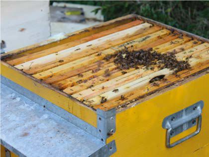 Svernamento: chi ben comincia è a metà dell’opera e chi mal comincia non taglia il traguardo – Tecnica apistica