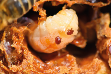 Ripercorriamo le basi – BeeGuards, un progetto per una apicoltura resiliente – Novità dalla ricerca