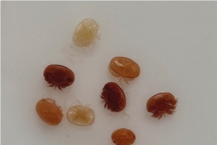 Due metodi di ingabbio delle regine su favo verticale: Efficacia e Opportunità – Sanità apistica