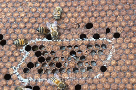 L’Ascoferiosi: quando le larve diventano piccole statue di gesso! – Pillole di Patologia Apistica