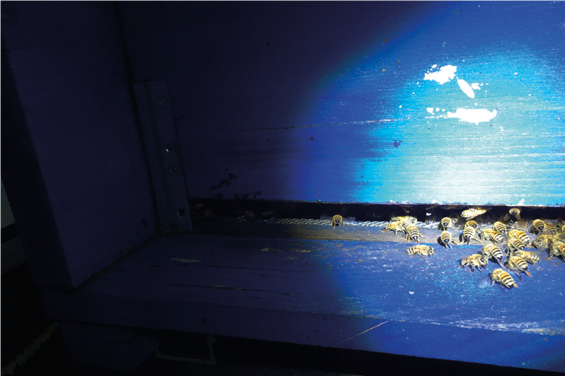 Temperatura, umidità e l’essiccazione del nettare – Novità dalla ricerca