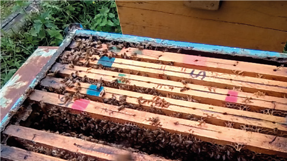 (IN)anellamento della regina – Tecnica apistica