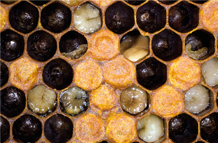 La Peste Europea – Pillole di Patologia Apistica