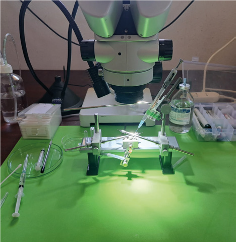 Inseminazione strumentale a domicilio? Si può fare! – Partnership in apicoltura