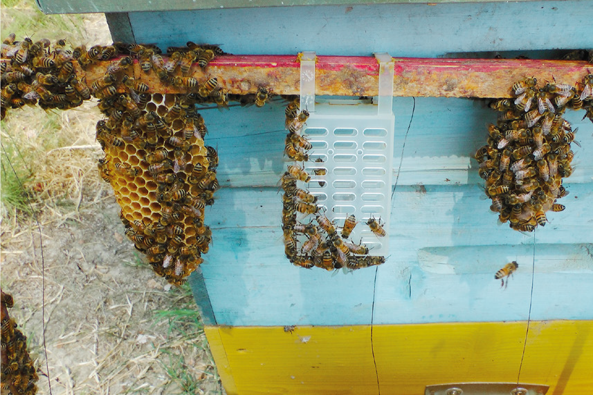 Ingabbiamento estivo e trattamento – Tecnica apistica