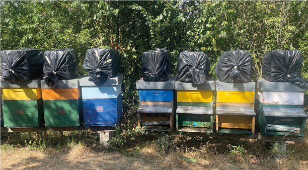 Aggiornamento della metodologia “Formico Box”: il ruolo della temperatura nell’abbattimento della varroa – Tecnica apistica