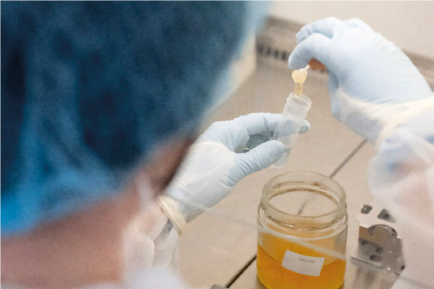 Il DNA è la chiave? – Mercato mondiale del miele