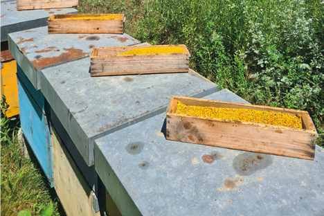 La raccolta del polline nell’azienda professionale – I prodotti delle api