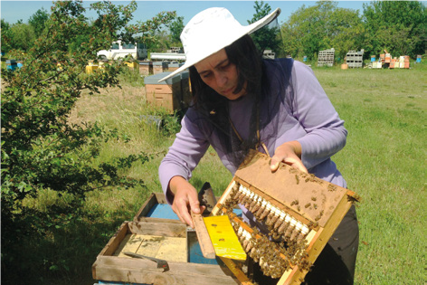 Selezione naturale vs selezione artificiale, quando la natura non basta più! – Selezione e genetica