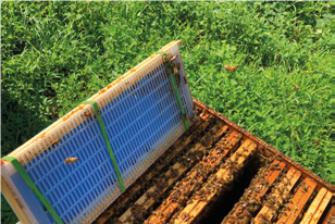 Ingabbio: meglio nello stretto o meglio nel largo? – Tecnica apistica