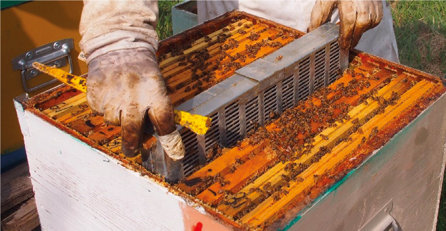 Come confinare la regina in estate – Tecnica apistica