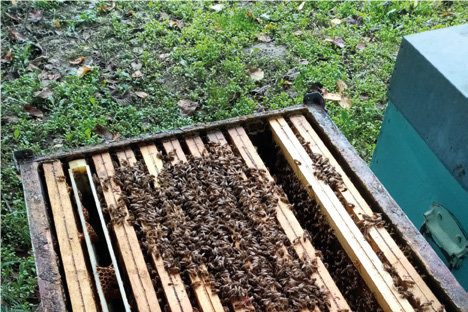 Prova preliminare di nutrizione: vitamine edestratti vegetali per il benessere e la longevità delle api