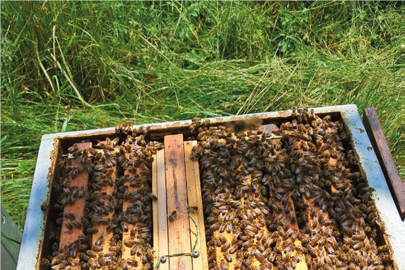 Ingabbio su favo da melario costruito – Tecnica apistica