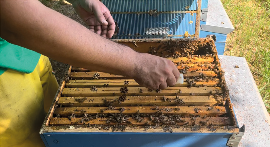 Guardare le api con i guanti è come fare l’amore con il preservativo? – Apicoltura