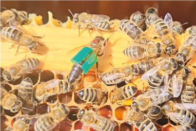 Le regine degli anelli – Tecnica apistica