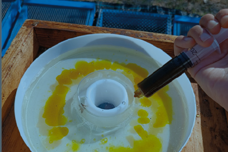 Dopo il blocco estivo serve un integratore proteico? – Sanità apistica