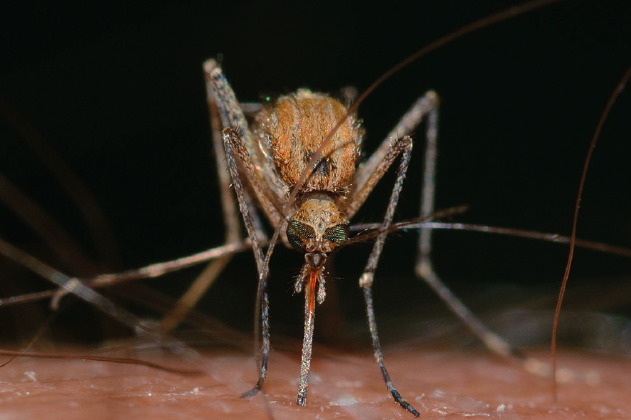 Zanzare e West Nile: contenimento e rischi per le api – Api e ambiente