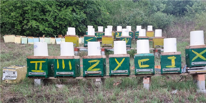 Dietro a un buon autunno c’è un anno di lavoro – Tecnica apistica