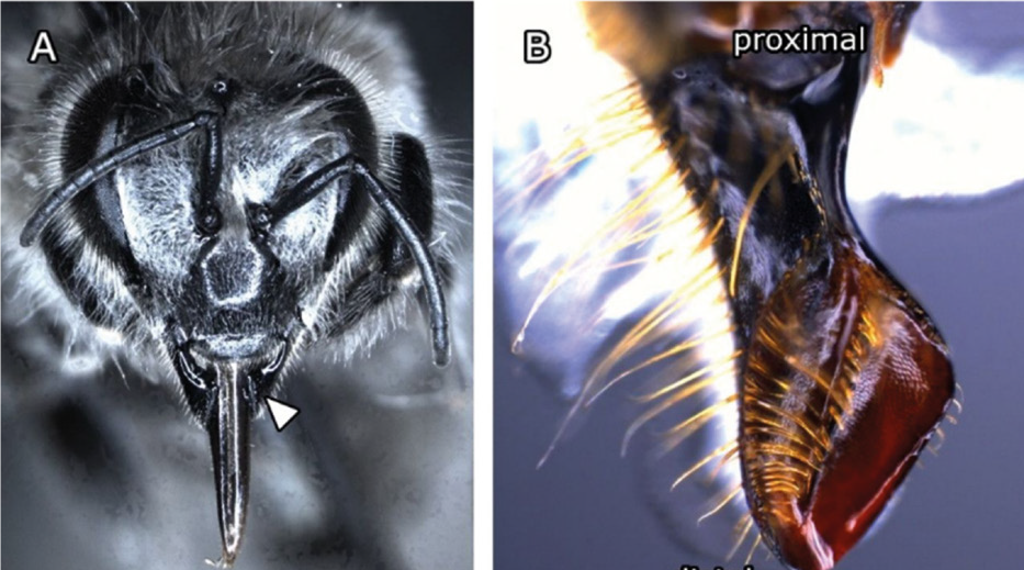 Sorriso smagliante – Quattro capriole di fumo