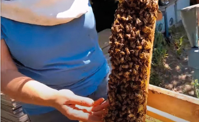 Come incremento l’accettazione degli innesti – Dai nostri lettori