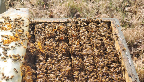 Fare la stagione apistica in Danimarca – Apicoltura nel mondo