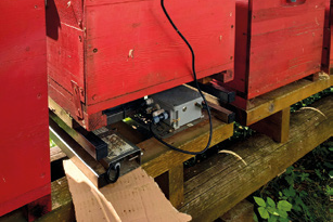 Bee-Rap: il monitoraggio a distanza che rivoluziona l’apicoltura – Progetti associativi