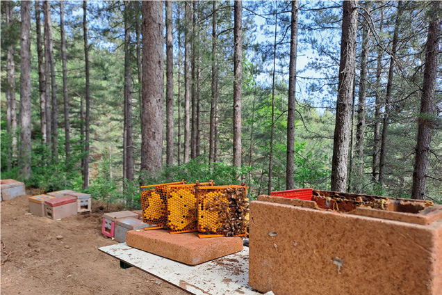 Rocky con la tuta da apicoltore – Api e altri animali