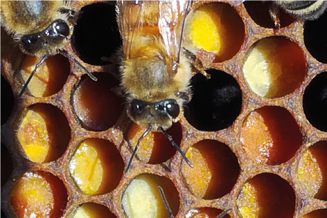 A qualcuno piace fresco – Quattro capriole di fumo
