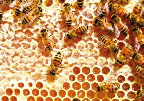 Un nuovo strumento per valorizzare il miele italiano: il Sistema di Qualità Nazionale in Zootecnia (SQNZ) – Normativa