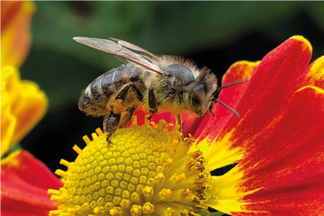 Api nell’identificazione di malattie – Apiterapia