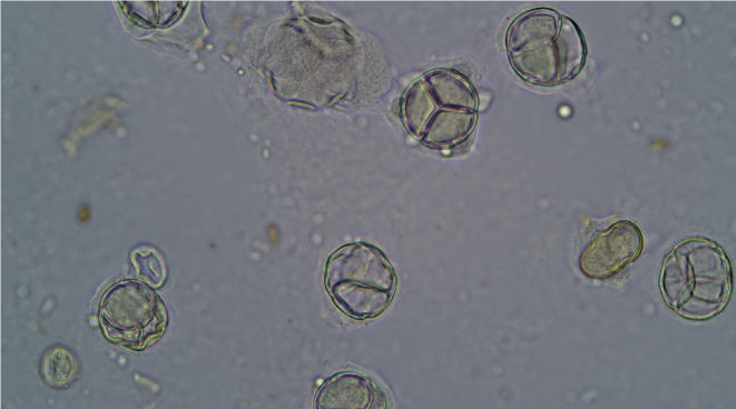 Piattaforma miele dell’Unione Europea – Notizie da Bruxelles