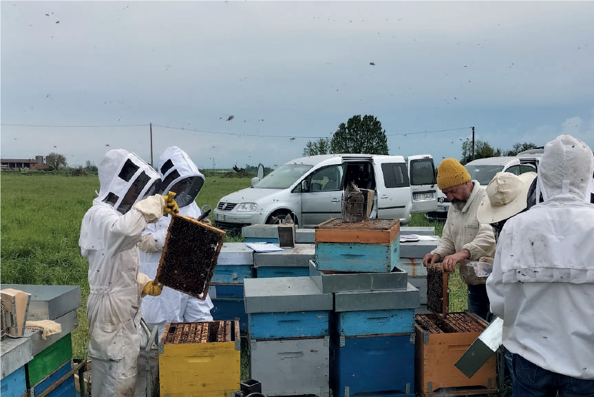 Coerenza genetica negli apiari – Allevamento e selezione