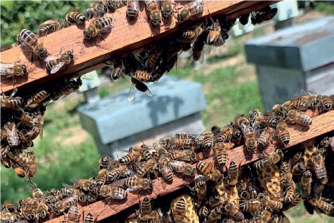 Blocco in gabbia e blocco da sostituzione di regine – Tecnica apistica