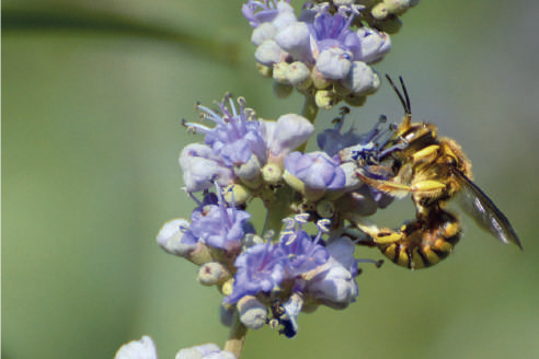Quando le api fanno discutere: tra apicoltura e biodiversità – Api e impollinatori selvatici
