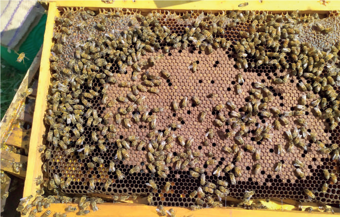 Il primo nucleo non si scorda mai – Consigli per apicoltori in erba