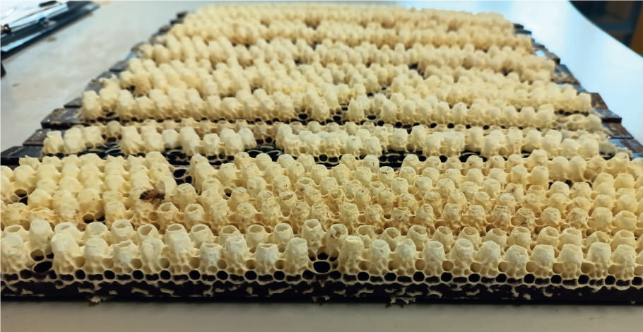 L’ape da pappa reale del Futuro – Selezione e riproduzione