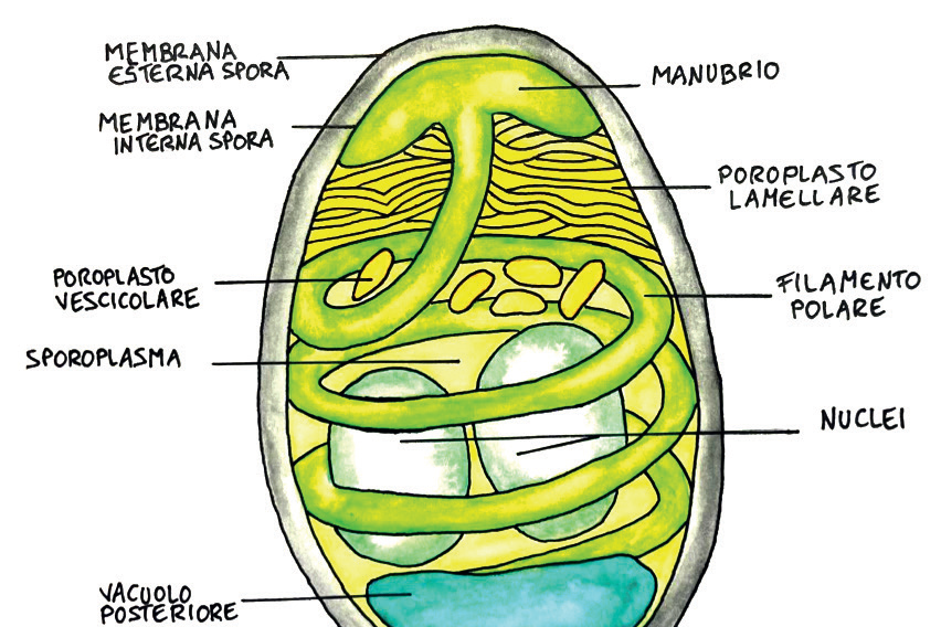 Nosema o Vairimorpha? – Novità dalla ricerca